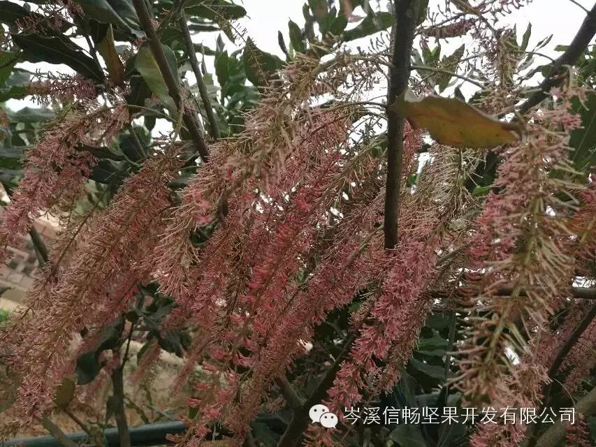 澳洲堅果的文化